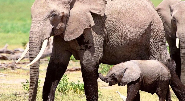 Voi không chỉ gọi tên nhau khi ở khoảng cách xa mà còn nhận biết và phản ứng khi nghe tên mình.