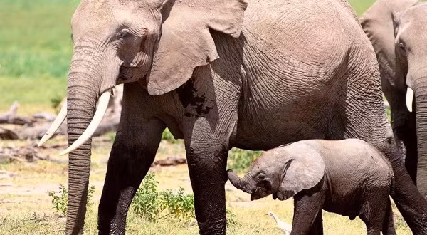 Voi không chỉ gọi tên nhau khi ở khoảng cách xa mà còn nhận biết và phản ứng khi nghe tên mình.