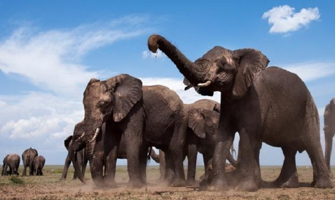 Các nhà khoa học tại Đại học Colorado (Mỹ) đã sử dụng thuật toán trí tuệ nhân tạo để phân tích tiếng rống của voi, qua đó xác định được 469 tiếng gọi riêng biệt.