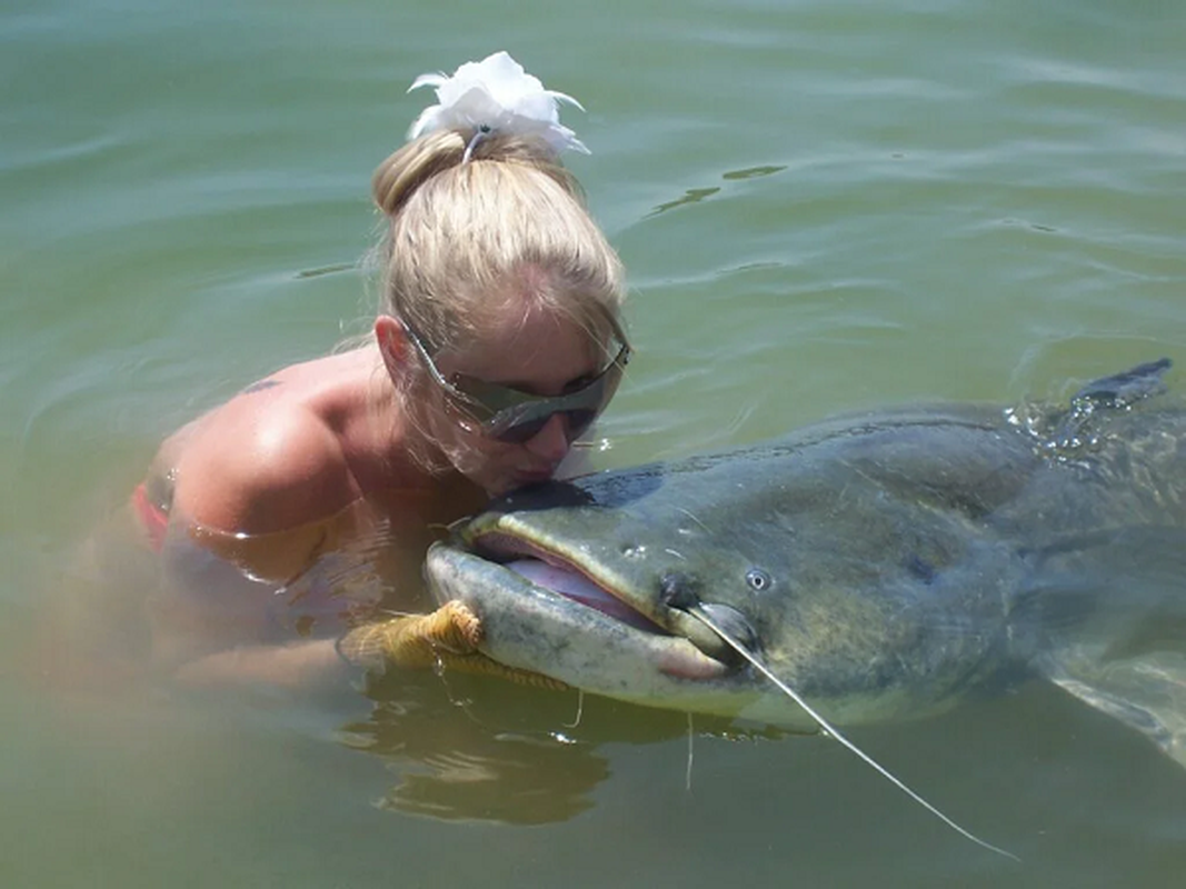 Ngay cả vịt trời hay chim bồ câu chúng cũng không tha, thậm chí vào năm 2001, một con cá trê khổng lồ ở Đức đã nhảy ra khỏi hồ chứa và nuốt chửng một con chó săn, do đó loài cá da trơn này còn được gọi là "Kuno the Killer".