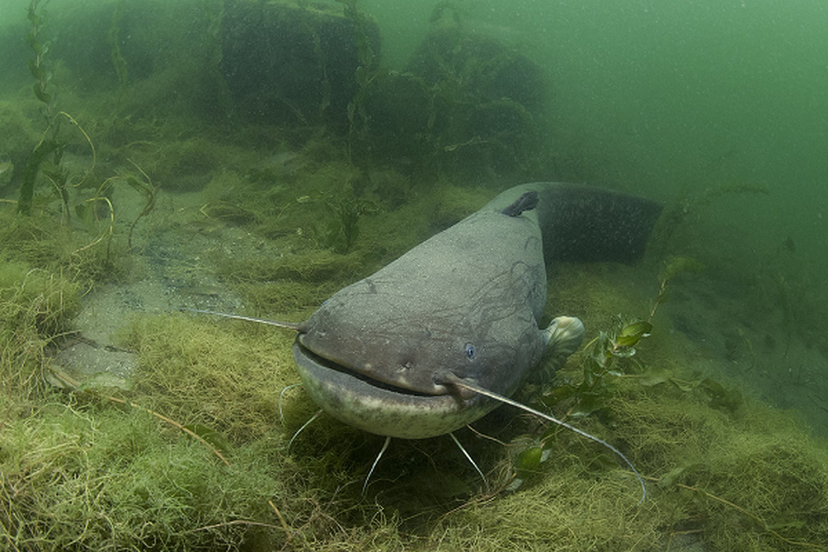 Cá trê khổng lồ Châu Âu có khả năng sinh sản siêu việt, cá cái có thể đẻ tới 30.000 trứng trên một kg trọng lượng cơ thể, vào mùa sinh sản - mùa hè, những con cá cái có thể đẻ 700.000 trứng.