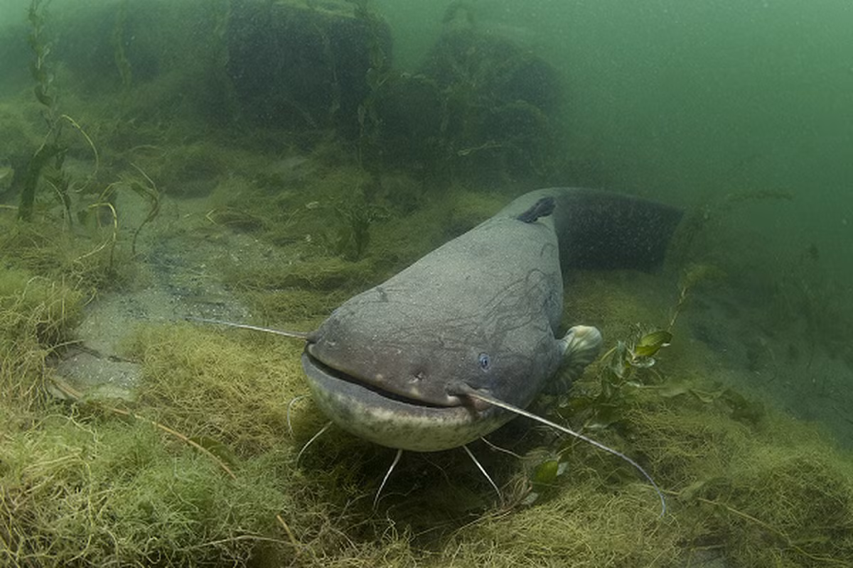 Cá trê khổng lồ Châu Âu có khả năng sinh sản siêu việt, cá cái có thể đẻ tới 30.000 trứng trên một kg trọng lượng cơ thể, vào mùa sinh sản - mùa hè, những con cá cái có thể đẻ 700.000 trứng.
