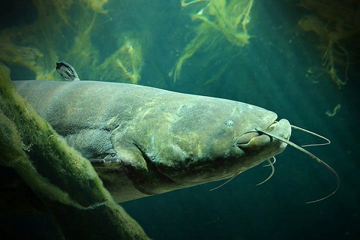 Cá trê khổng lồ là loài cá ăn thịt lớn, chúng có thể ăn mọi thứ từ xác chết, cá bệnh cho đến các động vật sống dưới nước như ếch nhái, ốc, côn trùng,… thậm chí có khi chúng ăn cả rắn, rùa, chuột...