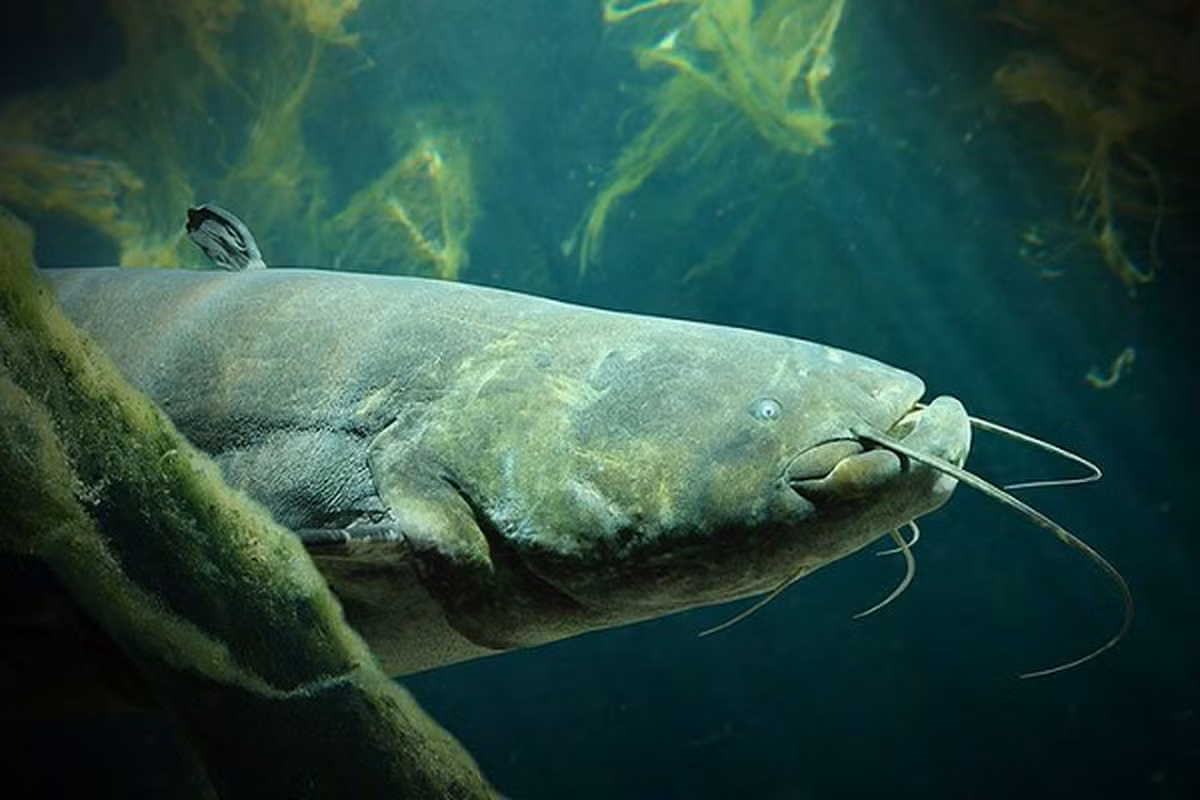 Cá trê khổng lồ là loài cá ăn thịt lớn, chúng có thể ăn mọi thứ từ xác chết, cá bệnh cho đến các động vật sống dưới nước như ếch nhái, ốc, côn trùng,… thậm chí có khi chúng ăn cả rắn, rùa, chuột...