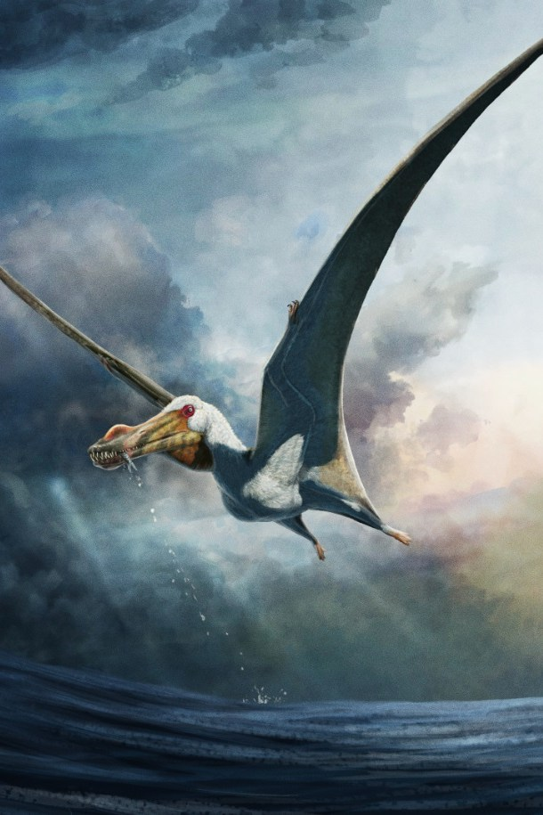 Hóa thạch này được tìm thấy vào tháng 11/2021 bởi ông Kevin Petersen tại Hệ tầng Toolebuc, Lưu vực Eromanga. Mẫu vật có độ hoàn thiện 22%, hoàn thiện hơn gấp đôi so với các hóa thạch trước đó.