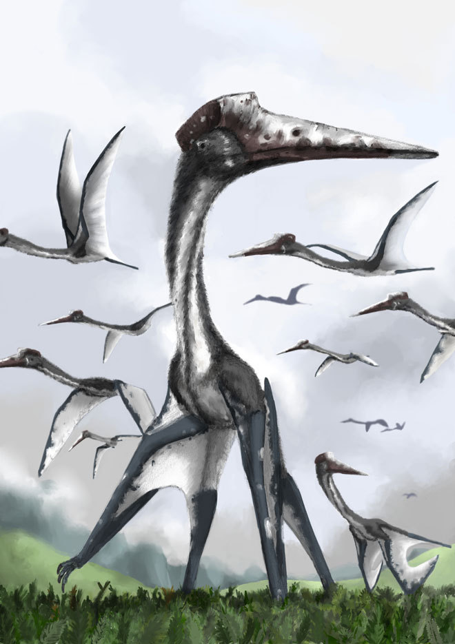 Pterosauria là các động vật có xương sống đầu tiên đã thích ứng cho bay lượn. Cánh của chúng được cấu tạo bởi một màng da giống cánh dơi, cơ và các loại tế bào khác kéo dài từ chân đến ngón thứ 4.