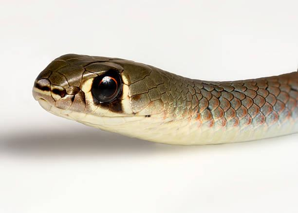 7. Rắn Demansia Psammophis: Loài rắn độc thuộc họ Elapidae, sống ở Úc, từ ven biển đến sa mạc. Đôi mắt lớn và màu sắc cơ thể đa dạng, là loài bò sát ban ngày và di chuyển nhanh nhẹn.
