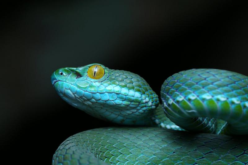 8. Rắn Trimeresurus Macrops: Loài rắn độc hại sống ở Đông Nam Á, thường được gọi là rắn hổ xanh. Đôi mắt lớn tạo ấn tượng đáng sợ, và vết cắn có thể gây đau, viêm nhiễm, và hoại tử thịt.