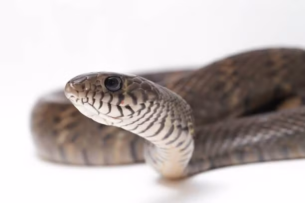 6. Rắn Ptyas: Chi rắn hổ mang này sống trên cạn và có đôi mắt rất lớn. Chúng sống ở đồng cỏ, rừng cây và đất nông nghiệp, ăn nhiều loại thức ăn khác nhau và không có nọc độc.