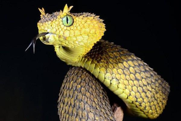2. Rắn Atheris Hispida: Loài rắn độc đặc hữu của Trung Phi, thường sống trên cây, với đầu hình tam giác và đôi mắt lớn có đồng tử elip. Vảy của chúng xù xì như lông, và nọc độc có thể gây xuất huyết nội tạng. Loài này hiếm gặp và sống xa người.