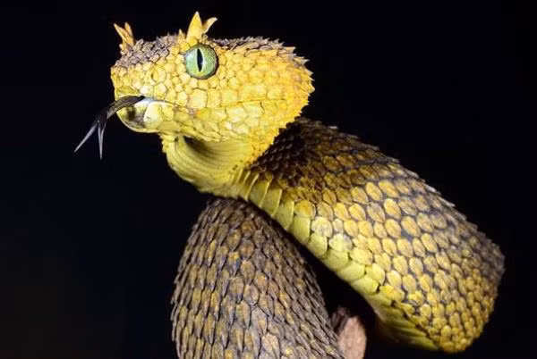 2. Rắn Atheris Hispida: Loài rắn độc đặc hữu của Trung Phi, thường sống trên cây, với đầu hình tam giác và đôi mắt lớn có đồng tử elip. Vảy của chúng xù xì như lông, và nọc độc có thể gây xuất huyết nội tạng. Loài này hiếm gặp và sống xa người.