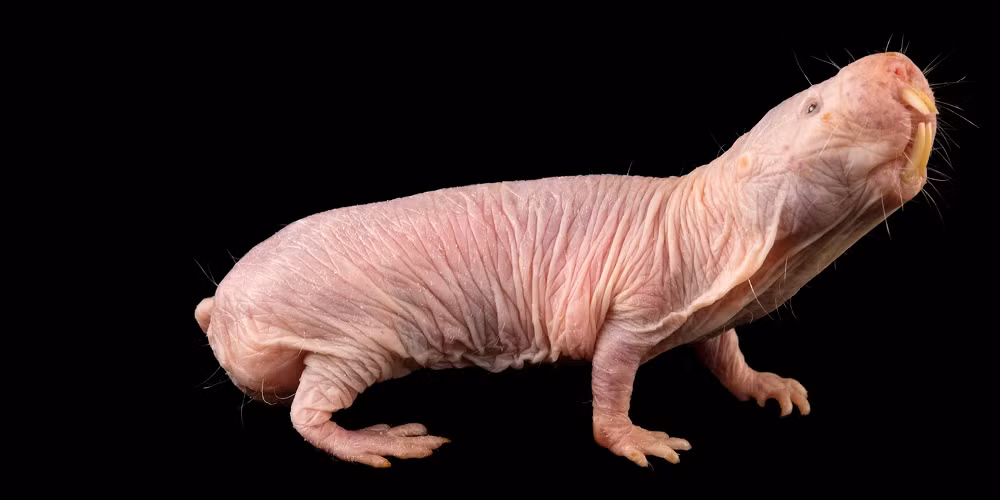 7. Chuột chũi không lông: Sống dưới các vùng sa mạc Đông Phi, chúng miễn dịch với ung thư và có thể sống tới 30 năm, sống chung trong hệ thống đường hầm phức tạp.