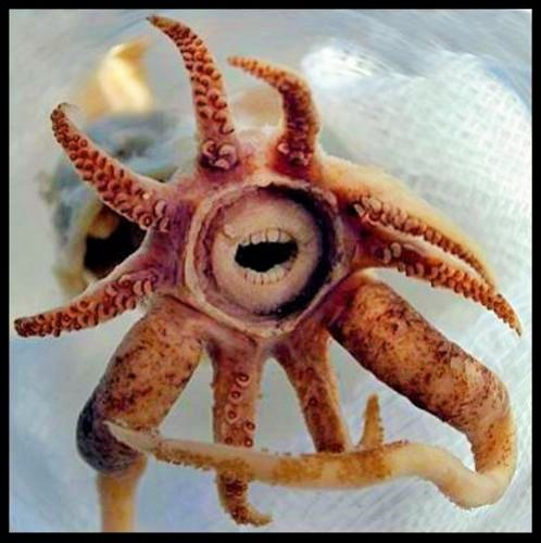 3.Mực Promachoteuthis Sulcus: Sinh vật kỳ lạ này sống ở vùng nước băng giá Nam Cực, có bộ hàm tròn giống con người với răng sắc nhọn xếp thành nhiều hàng, dài khoảng 25cm. 