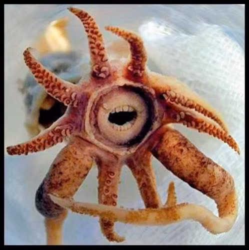 3.Mực Promachoteuthis Sulcus: Sinh vật kỳ lạ này sống ở vùng nước băng giá Nam Cực, có bộ hàm tròn giống con người với răng sắc nhọn xếp thành nhiều hàng, dài khoảng 25cm. 