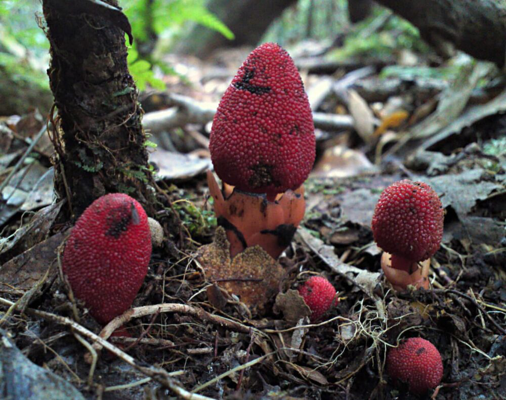 Ở Việt Nam, tỏa dương cũng xuất hiện nhưng thường mọc trên gốc cây gỗ lớn trong rừng sâu ẩm thấp, đặc biệt là ở các tỉnh như Hà Giang, Hòa Bình, Lào Cai. Loài tỏa dương này cũng mang trong mình giá trị dược liệu không kém.