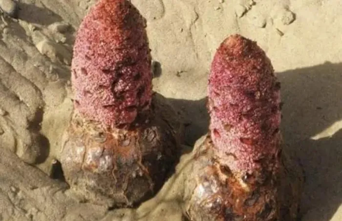 Trong vùng cát bạc của sa mạc khắc nghiệt, nơi sự sống dường như chỉ là một giấc mơ xa vời, có một loài thực vật kỳ lạ đang tỏa sáng - đó là “tỏa dương”. Không phải là xương rồng hay hoa chuối, tỏa dương là một hiện tượng thiên nhiên đặc biệt, một món quà của mẹ thiên nhiên, một bí ẩn màu nâu đỏ giữa biển cát mênh mông.