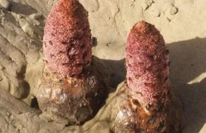 Trong vùng cát bạc của sa mạc khắc nghiệt, nơi sự sống dường như chỉ là một giấc mơ xa vời, có một loài thực vật kỳ lạ đang tỏa sáng - đó là “tỏa dương”. Không phải là xương rồng hay hoa chuối, tỏa dương là một hiện tượng thiên nhiên đặc biệt, một món quà của mẹ thiên nhiên, một bí ẩn màu nâu đỏ giữa biển cát mênh mông.