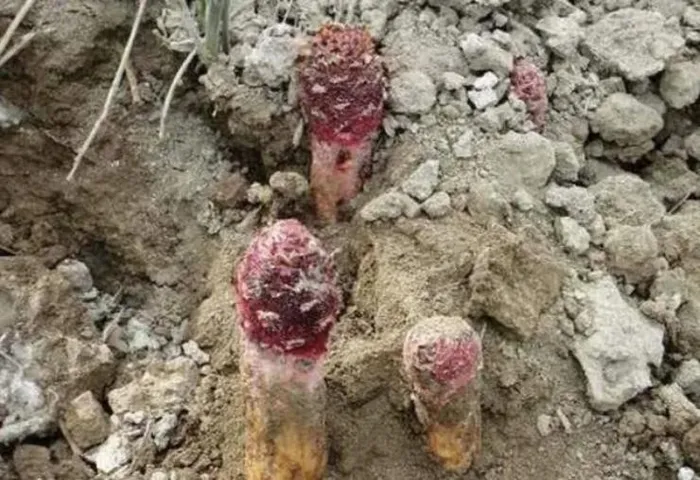 Mặc dù phần lớn thân cây ẩn mình dưới lớp cát dày, tỏa dương vẫn vươn lên cao trên 15cm, thậm chí có những cá thể đạt tới 100cm.