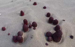 Tỏa dương không chỉ là một loại dược liệu quý, mà còn là nguồn tannin phong phú, có thể dùng để chiết xuất tannin hay nấu rượu. Đây là những ứng dụng quý giá từ một loài thực vật mà ít ai ngờ tới sự tồn tại.