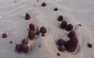 Tỏa dương không chỉ là một loại dược liệu quý, mà còn là nguồn tannin phong phú, có thể dùng để chiết xuất tannin hay nấu rượu. Đây là những ứng dụng quý giá từ một loài thực vật mà ít ai ngờ tới sự tồn tại.