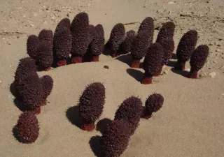 Ngoại hình có phần thô kệch, nhưng tỏa dương lại là một nguồn tài nguyên quý giá. Tại Trung Quốc, giá của chúng có thể lên tới hơn 40 NDT/kg, khoảng 130.000đ/kg. Sự hiếm có và giá trị dược liệu cao khiến tỏa dương trở thành một mục tiêu săn lùng của nhiều người, dù không phải ai cũng có thể tìm mua được chúng.