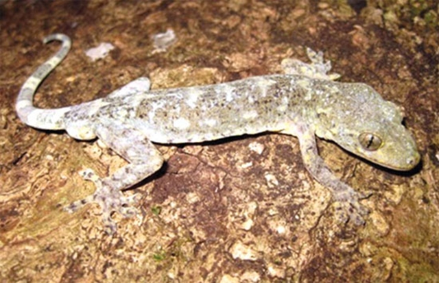 Tắc kè cảnh chủ yếu sống trong các khu rừng rậm rạp, nơi có độ ẩm cao và môi trường sống tự nhiên ít bị con người tác động. Loài này phân bố cùng sinh cảnh với loài thạch sùng mí Hữu Liên, một loài bò sát khác cũng đặc hữu của Việt Nam. Tuy nhiên, do hoạt động khai thác tài nguyên và biến đổi khí hậu, môi trường sống của tắc kè cảnh đang bị đe dọa nghiêm trọng.