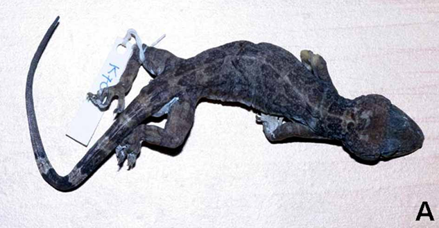 Tắc kè cảnh được đặt tên khoa học là Gekko canhi, theo tên của PGS.TS Lê Xuân Cảnh, nguyên Viện trưởng Viện Sinh thái và Tài nguyên sinh vật. Loài này lần đầu tiên được phát hiện tại Khu bảo tồn thiên nhiên Hữu Liên (Lạng Sơn) và Sapa (Lào Cai).