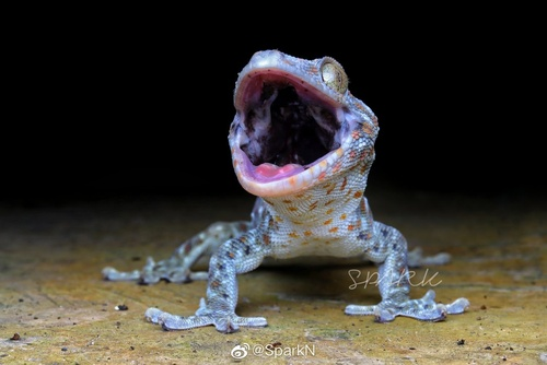 Việc bảo tồn tắc kè cảnh không chỉ có ý nghĩa đối với hệ sinh thái địa phương mà còn đóng góp vào sự đa dạng sinh học toàn cầu. Mỗi loài động vật đều có vai trò quan trọng trong chuỗi sinh thái, và sự mất mát của một loài có thể dẫn đến những hệ quả khó lường đối với môi trường.