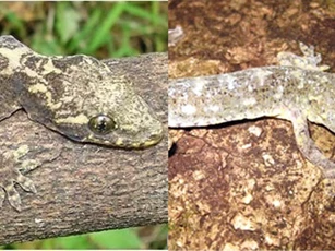 Từ khi được phát hiện, tắc kè cảnh chưa nhận được sự quan tâm nghiên cứu đầy đủ, khiến thông tin về loài này vẫn còn rất hạn chế. Điều này đặt ra thách thức lớn trong công tác bảo tồn. Theo các chuyên gia, loài tắc kè này có nguy cơ chịu tác động mạnh từ hoạt động của con người và biến đổi khí hậu trong tương lai gần.