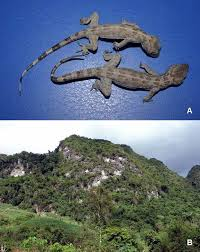 Hiện tại, giới khoa học đang đề xuất nhiều biện pháp để bảo tồn quần thể tắc kè cảnh và sinh cảnh tự nhiên của chúng. Những biện pháp này bao gồm việc kiểm soát hoạt động khai thác tài nguyên trong khu vực sinh sống của loài tắc kè, đồng thời tăng cường nghiên cứu để hiểu rõ hơn về tập tính và sinh thái của chúng.