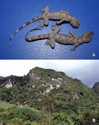 Hiện tại, giới khoa học đang đề xuất nhiều biện pháp để bảo tồn quần thể tắc kè cảnh và sinh cảnh tự nhiên của chúng. Những biện pháp này bao gồm việc kiểm soát hoạt động khai thác tài nguyên trong khu vực sinh sống của loài tắc kè, đồng thời tăng cường nghiên cứu để hiểu rõ hơn về tập tính và sinh thái của chúng.