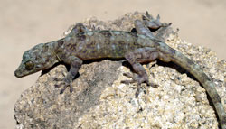 Bảo tồn tắc kè cảnh cũng là bảo tồn một phần di sản tự nhiên độc đáo của Việt Nam. Điều này đòi hỏi sự chung tay của các nhà khoa học, chính quyền và cộng đồng địa phương trong việc thực hiện các biện pháp bảo vệ và duy trì sự sống cho loài động vật quý hiếm này.