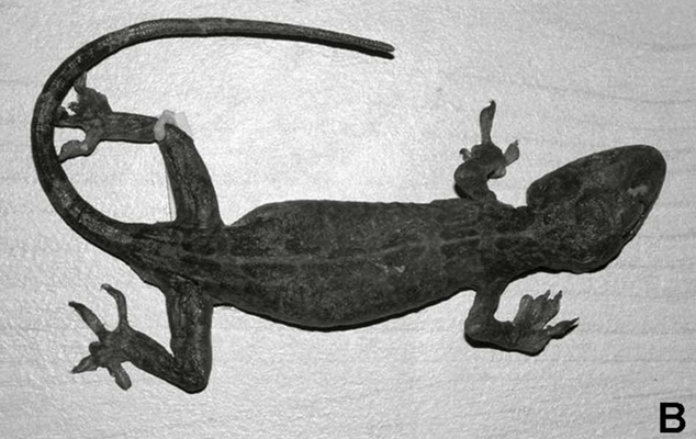 Với kích thước trung bình, dài khoảng 85 - 99 mm từ mõm đến hậu môn, tắc kè cảnh có những đặc điểm nhận dạng rất riêng biệt: Số lượng vảy môi trên từ 12 - 14 và vảy môi dưới từ 10 - 13. 47 - 50 vảy gian ổ mắt, 10 - 13 hàng u nhỏ trên lưng, và 164 - 170 hàng vảy quanh thân. Dưới ngón thứ nhất và ngón thứ tư của chi sau có các bản mỏng đặc trưng. Phía trên ống chân có các u nhỏ và có 5 lỗ trước hậu môn, vảy dưới đuôi phình rộng. Những đặc điểm này giúp phân biệt tắc kè cảnh với các loài tắc kè khác, đặc biệt là tắc kè Nhật Bản (Gekko japonicus).