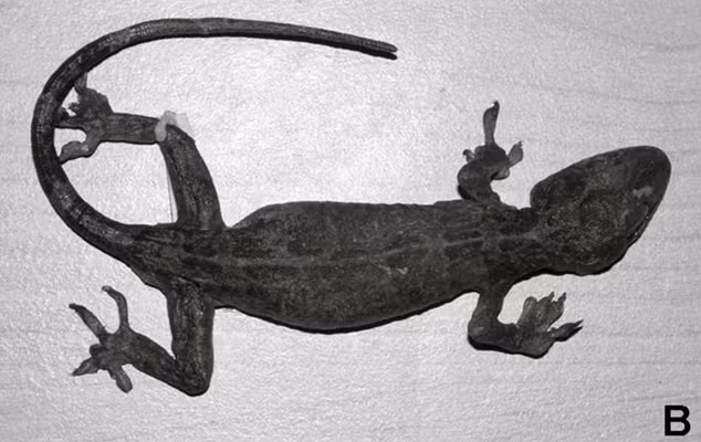 Với kích thước trung bình, dài khoảng 85 - 99 mm từ mõm đến hậu môn, tắc kè cảnh có những đặc điểm nhận dạng rất riêng biệt: Số lượng vảy môi trên từ 12 - 14 và vảy môi dưới từ 10 - 13. 47 - 50 vảy gian ổ mắt, 10 - 13 hàng u nhỏ trên lưng, và 164 - 170 hàng vảy quanh thân. Dưới ngón thứ nhất và ngón thứ tư của chi sau có các bản mỏng đặc trưng. Phía trên ống chân có các u nhỏ và có 5 lỗ trước hậu môn, vảy dưới đuôi phình rộng. Những đặc điểm này giúp phân biệt tắc kè cảnh với các loài tắc kè khác, đặc biệt là tắc kè Nhật Bản (Gekko japonicus).