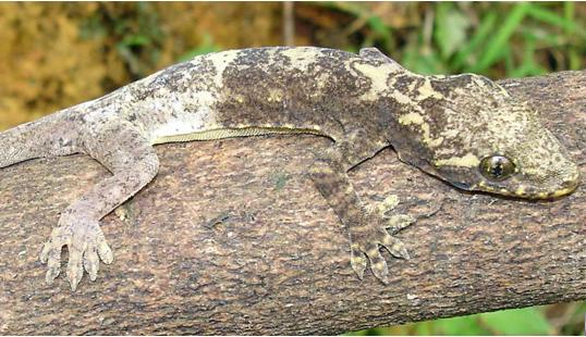 Trong bức tranh đa dạng sinh học của Việt Nam, tắc kè cảnh (Gekko canhi) nổi bật như một viên ngọc quý hiếm, không chỉ bởi vẻ đẹp đặc biệt mà còn bởi sự quý hiếm tuyệt đối của nó. Đây là loài bò sát đặc hữu, chỉ có thể tìm thấy tại những vùng rừng núi hoang sơ của Việt Nam, hiện đang đối diện với nguy cơ tuyệt chủng cao. Nỗ lực bảo tồn loài động vật này đang là một trong những ưu tiên hàng đầu của giới khoa học trong nước.