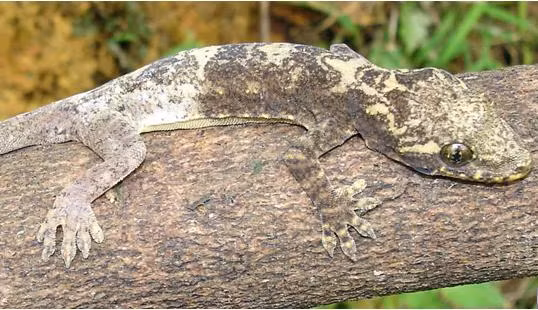 Trong bức tranh đa dạng sinh học của Việt Nam, tắc kè cảnh (Gekko canhi) nổi bật như một viên ngọc quý hiếm, không chỉ bởi vẻ đẹp đặc biệt mà còn bởi sự quý hiếm tuyệt đối của nó. Đây là loài bò sát đặc hữu, chỉ có thể tìm thấy tại những vùng rừng núi hoang sơ của Việt Nam, hiện đang đối diện với nguy cơ tuyệt chủng cao. Nỗ lực bảo tồn loài động vật này đang là một trong những ưu tiên hàng đầu của giới khoa học trong nước.