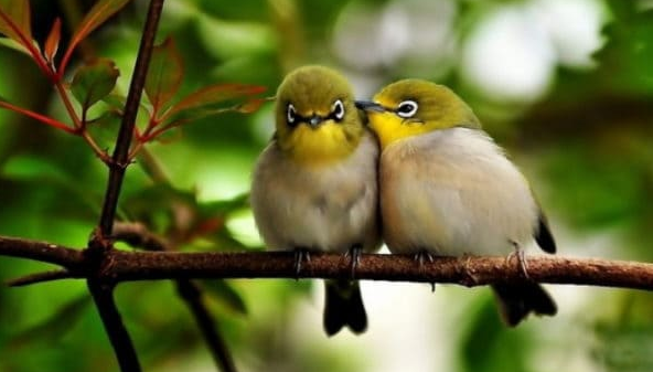 2. Chim: Theo nghiên cứu của Đại học New South Wales, hiện có 9.700 loài chim với 50 tỷ cá thể. Trong số này, có 4 loài chim thuộc "câu lạc bộ tỷ con", mỗi loài có hơn 1 tỷ cá thể. Số lượng loài chim quý hiếm nhiều hơn so với các loài chim thông thường, do sống trong môi trường đặc biệt hoặc bị tác động của con người.