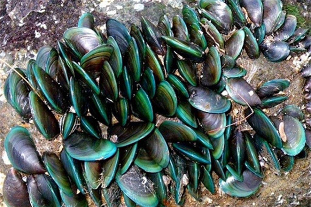 5. Nhuyễn thể: Ngành Thân mềm gồm trai, sò, ốc, hến, ngao, mực, và bạch tuộc, với khoảng 500 nghìn tỷ cá thể. Đây là nhóm động vật biển lớn nhất, chiếm khoảng 23% tổng số sinh vật biển đã được đặt tên.