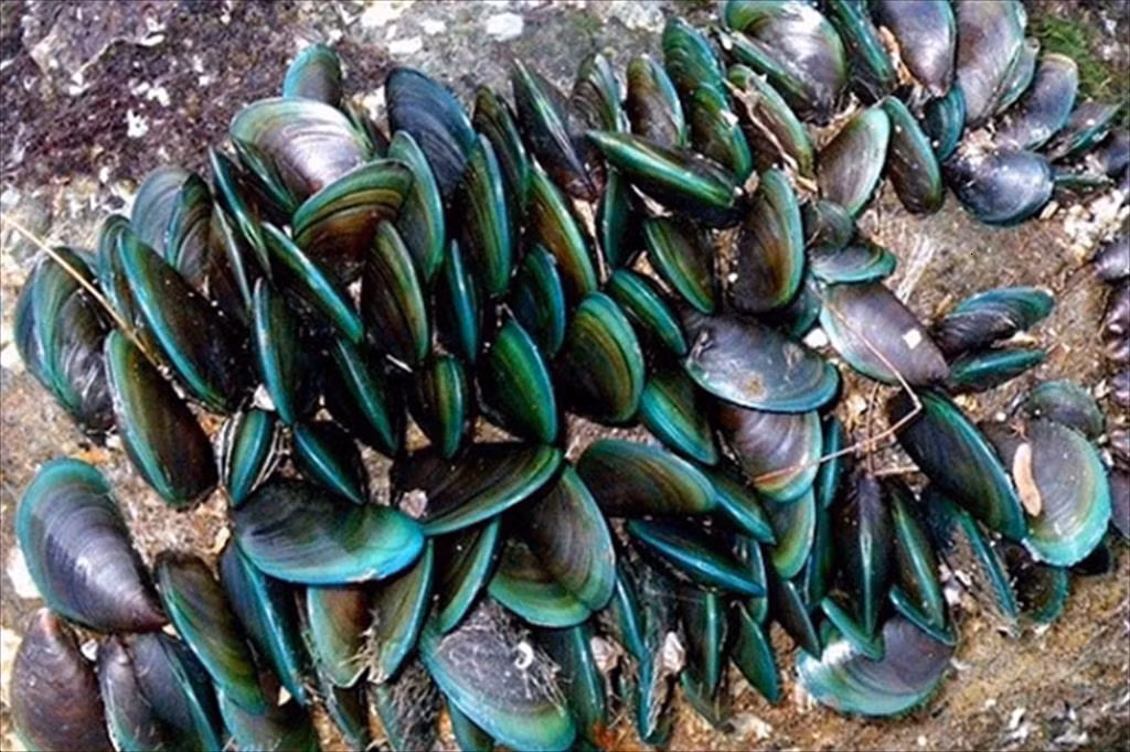 5. Nhuyễn thể: Ngành Thân mềm gồm trai, sò, ốc, hến, ngao, mực, và bạch tuộc, với khoảng 500 nghìn tỷ cá thể. Đây là nhóm động vật biển lớn nhất, chiếm khoảng 23% tổng số sinh vật biển đã được đặt tên.