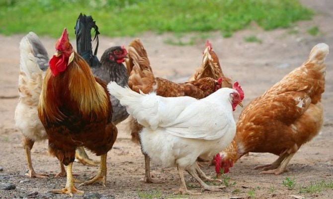 8. Gà: Gà là loài chim có số lượng áp đảo nhất với 24 tỷ cá thể. Ngành chăn nuôi gà đã phát triển mạnh mẽ từ thập niên 1940, với chi phí thấp và năng suất cao. Gà chiếm 23 tỷ trên tổng số 30 tỷ loài vật được nuôi ở các trang trại.