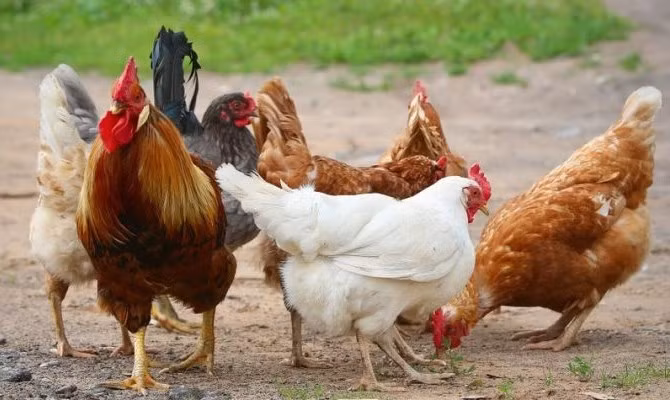 8. Gà: Gà là loài chim có số lượng áp đảo nhất với 24 tỷ cá thể. Ngành chăn nuôi gà đã phát triển mạnh mẽ từ thập niên 1940, với chi phí thấp và năng suất cao. Gà chiếm 23 tỷ trên tổng số 30 tỷ loài vật được nuôi ở các trang trại.