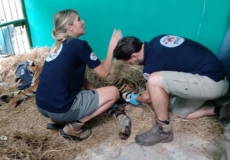 Tuy nhiên, trong khi các quốc gia khác đã đạt được thành công nhất định trong việc gia tăng số lượng hổ hoang dã như ở Ấn Độ, Nepal, Bhutan, Nga, Trung Quốc, tình hình ở Việt Nam vẫn rất khó khăn.