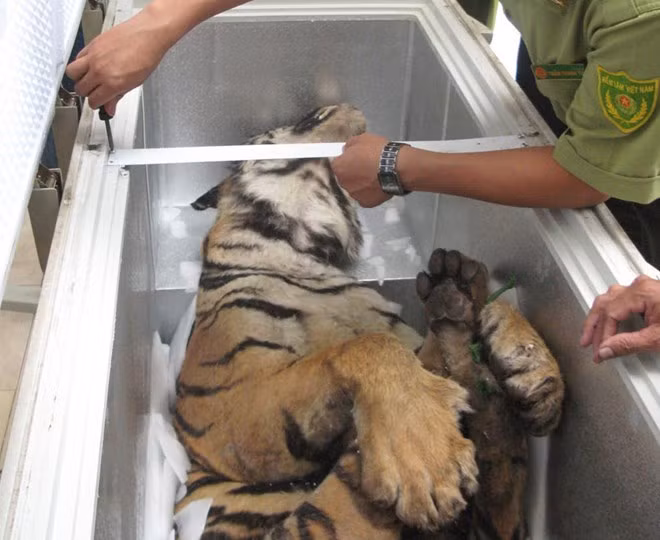 Trong hơn 10 năm qua, số lượng hổ nuôi nhốt có đăng ký tại Việt Nam đã tăng từ 97 cá thể (năm 2010) lên tới 364 cá thể (2021) tại 22 cơ sở nuôi nhốt, chủ yếu là các trang trại và sở thú tư nhân. Tuy nhiên, không có bất cứ cơ sở nào trong những cơ sở nuôi nhốt hổ tại Việt Nam đang thực hiện đúng theo các điều kiện và mục tiêu của hoạt động “nuôi hổ bảo tồn”.