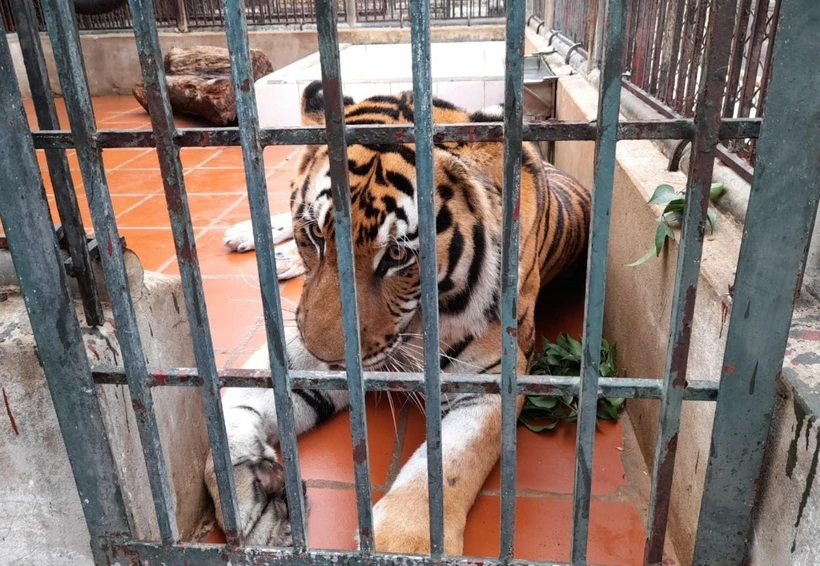 Tuy nhiên, số lượng hổ hoang dã này được WWF thống kê từ con số ước tính của IUCN tính đến năm 2015. Kể từ năm 2009, Việt Nam không có ghi nhận nào về hổ hoang dã và cũng không thực hiện khảo sát quốc gia nào về hổ ngoài tự nhiên.