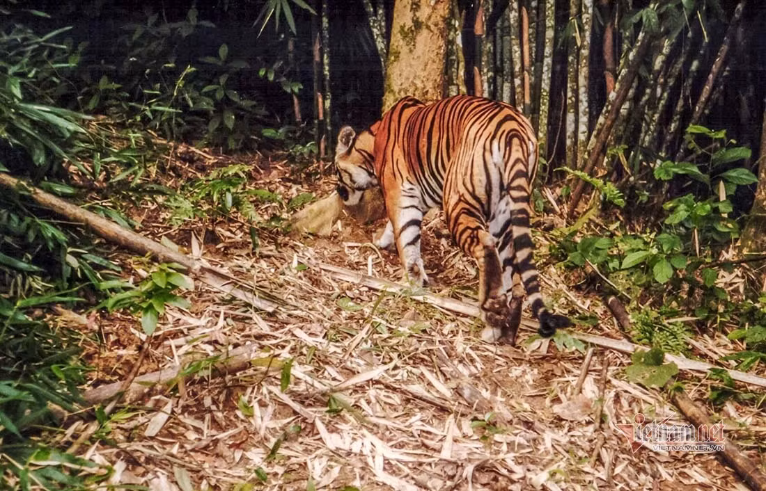Nhiều nơi nổi tiếng từng có nhiều hổ như Ba Chẽ (Quảng Ninh), Quản Bạ (Hà Giang), Dốc Cun (Hòa Bình), Mường Nhé (Lai Châu), Ba Rền, U Bò, Trúc (Quảng Bình), Ba Tơ (Quảng Ngãi), Phú Yên, Khánh Hòa, K’Bang (Gia Lai), Sa Thầy (Kon Tum) đã mất đi quần thể hổ tự nhiên do nạn khai thác gỗ bất hợp pháp, đốt rừng để phát triển nông nghiệp và săn bắn trái phép. (Ảnh: Vietnamnet)