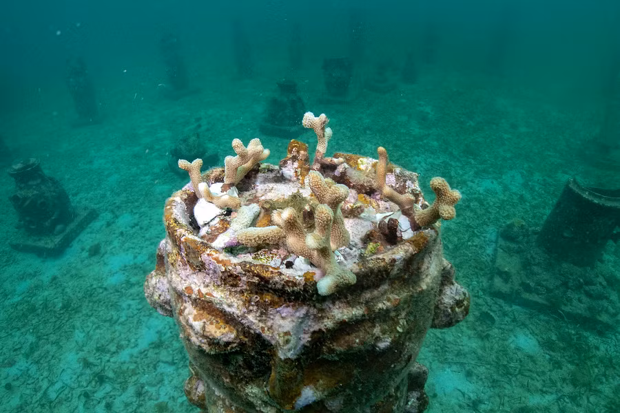 Theo Cơ quan Khí quyển và Đại dương quốc gia Mỹ (NOAA), thế giới đang chứng kiến đợt tẩy trắng san hô quy mô lớn thứ tư kể từ đầu năm nay, với nguyên nhân chính là sự nóng lên của đại dương. Hiện tượng tẩy trắng này khiến san hô chết hàng loạt, gây ra những tác động tiêu cực đến hệ sinh thái biển, ngành du lịch và an ninh lương thực.