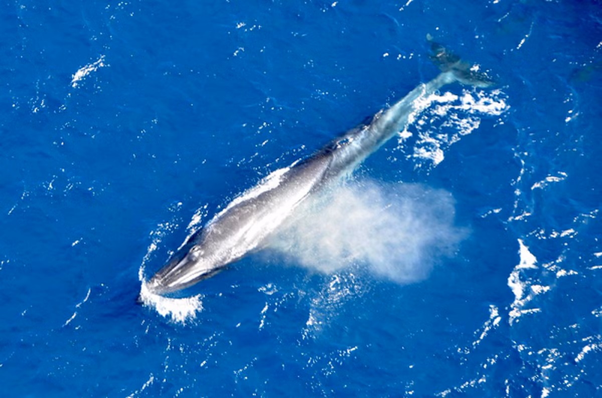 Cá voi Bryde là một trong những sinh vật lớn nhất đại dương. Cá voi Bryde trưởng thành có thể dài đến 16,5m, nặng tới 40 tấn. Tuy nhiên chúng cũng là một trong những loài ít được biết đến nhất hiện nay.