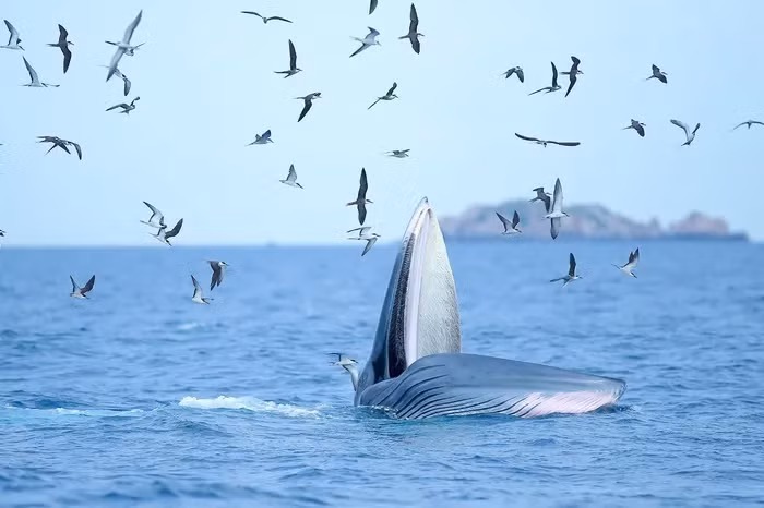 Loài cá voi này từng xuất hiện tại các biển Đông Nam Á và được coi là điềm lành, mang lại may mắn cho ngư dân địa phương. Cá voi Bryde nằm trong Sách Đỏ của IUCN về các loài bị đe dọa cần được bảo vệ.