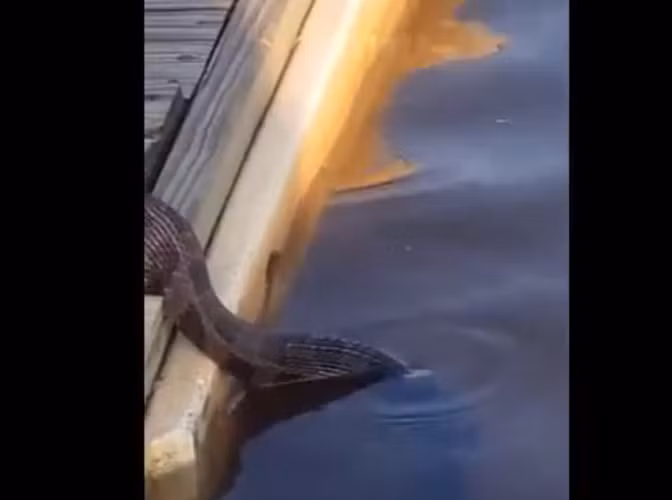 Họ quay lại cảnh tượng quái thú săn mồi rùng rợn này và chia sẻ trên Facebook. Con rắn này thuộc loài rắn nước nâu, không độc, chúng thường săn mồi bằng mùi hương thay vì theo dõi chuyển động bằng mắt.