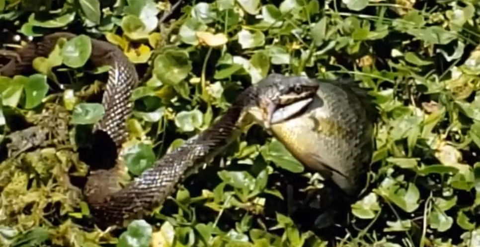 Một người đàn ông đang đi dạo đã sốc nặng khi chứng kiến một cảnh tượng kỳ lạ dưới hồ nước. Một con rắn nước nâu đang cố gắng kéo con mồi của mình lên bờ. Do kích thước lớn của con cá, con " quái thú" gặp nhiều khó khăn trong việc nuốt chửng con mồi. Mặc dù sau một hồi chật vật, con rắn đã cắn vào đầu con cá và bắt đầu ăn, quá trình này diễn ra khá vất vả và chưa rõ con rắn nước nâu có thể nuốt trọn con cá hay không.